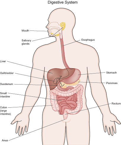 Food is the body's fuel source. Nutrients in food give your body's 