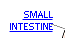 The Small Intestine