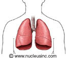 The lungs