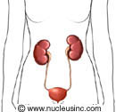 Urinary system