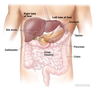 Anatomy of the liver; drawing shows the right and left front lobes of the liver, bile ducts, gallbladder, stomach, spleen, pancreas, colon, and small intestine. The two back lobes of the liver are not shown.