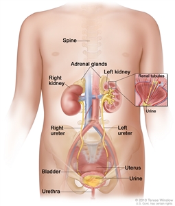 Anatomy of the female urinary system; drawing shows a front view of the right and left kidneys, the ureters, urethra, and bladder filled with urine. The inside of the left kidney shows the renal pelvis. An inset shows the renal tubules and urine. The spine, adrenal glands, and uterus are also shown. Anatomy of the female urinary system; drawing shows a front view of the right and left kidneys, the ureters, urethra, and bladder filled with urine. The inside of the left kidney shows the renal pelvis. An inset shows the renal tubules and urine. The spine, adrenal glands, and uterus are also shown.
