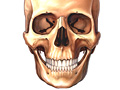 Picture of the facial bones