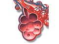 The respiratory system