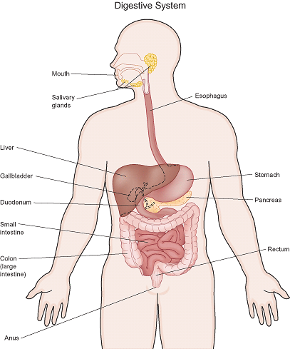 organs in digestive system. The Digestive System