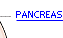 The Pancreas