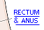 The Rectum & Anus