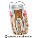 Tooth cross section