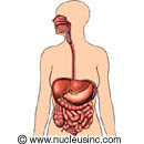 The digestive system