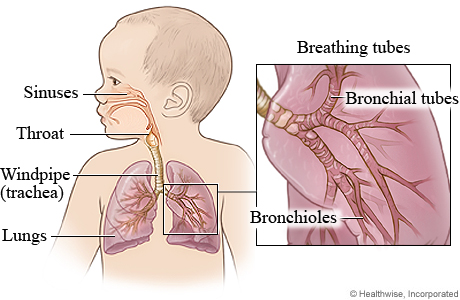 Picture of the respiratory system in a child