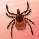 A tick