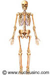 The skeleton