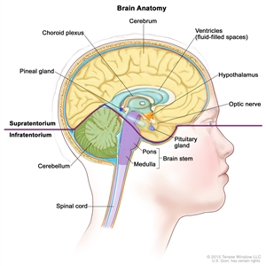 Drawing of the inside of the brain showing the supratentorium (the upper part of the brain) and the infratentorium (the lower back part of the brain). The supratentorium includes the cerebrum, ventricles (fluid-filled spaces), choroid plexus, hypothalamus, pineal gland, pituitary gland, and optic nerve. The infratentorium includes the cerebellum and brain stem (pons and medulla). The spinal cord is also shown.