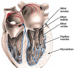 The mitral valve consists of two leaflets attached via tendinous cords (mitral chordae) and two major papillary muscles to the left ventricular wall (myocardium), supported by connective tissue (mitral annulus). 
